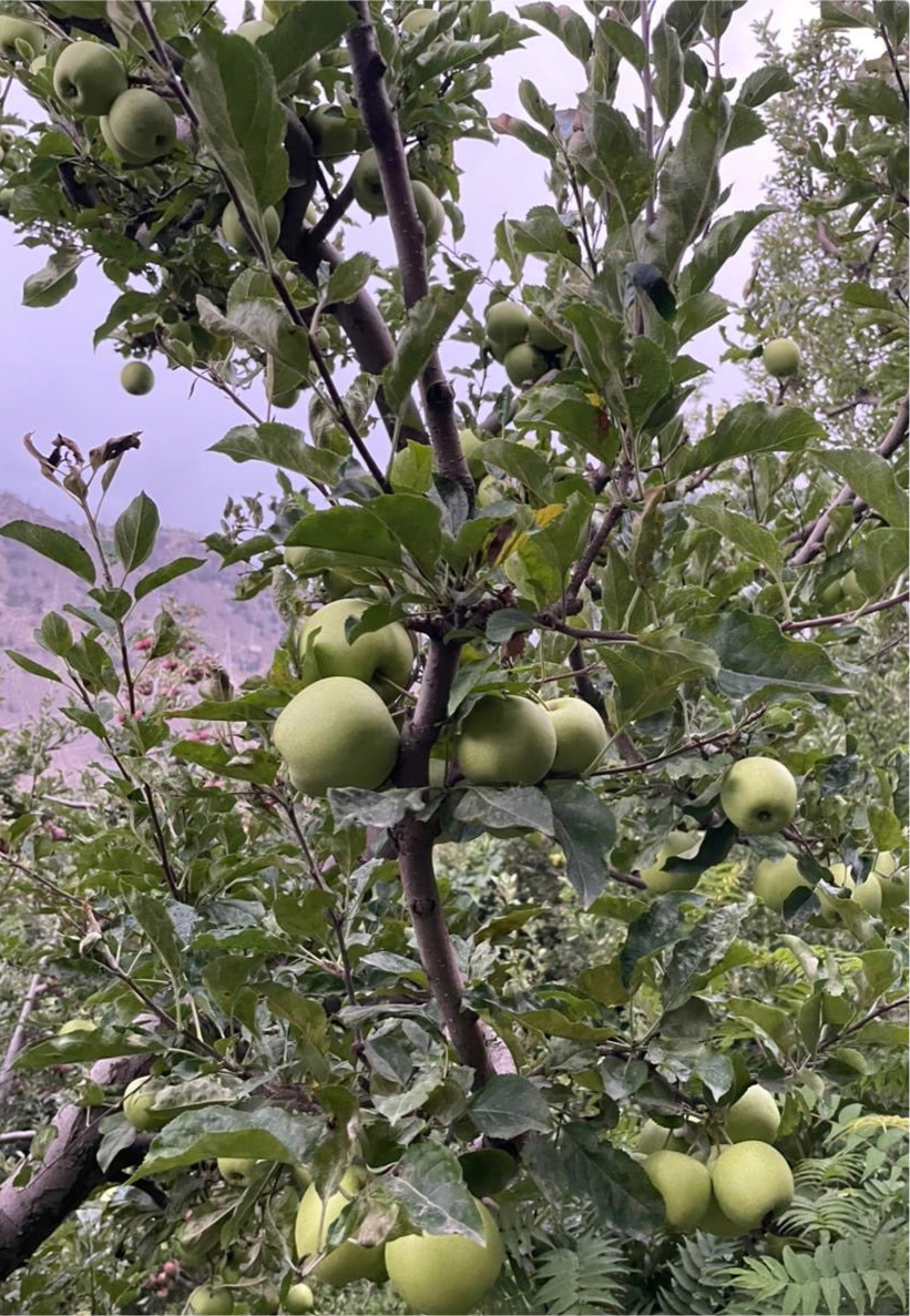 Kinnauri Mix Apples