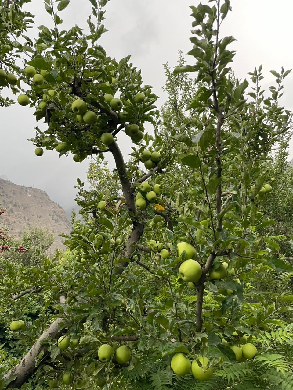 Golden Delicious Apple - Kinnaur’s Sun-Kissed Delight