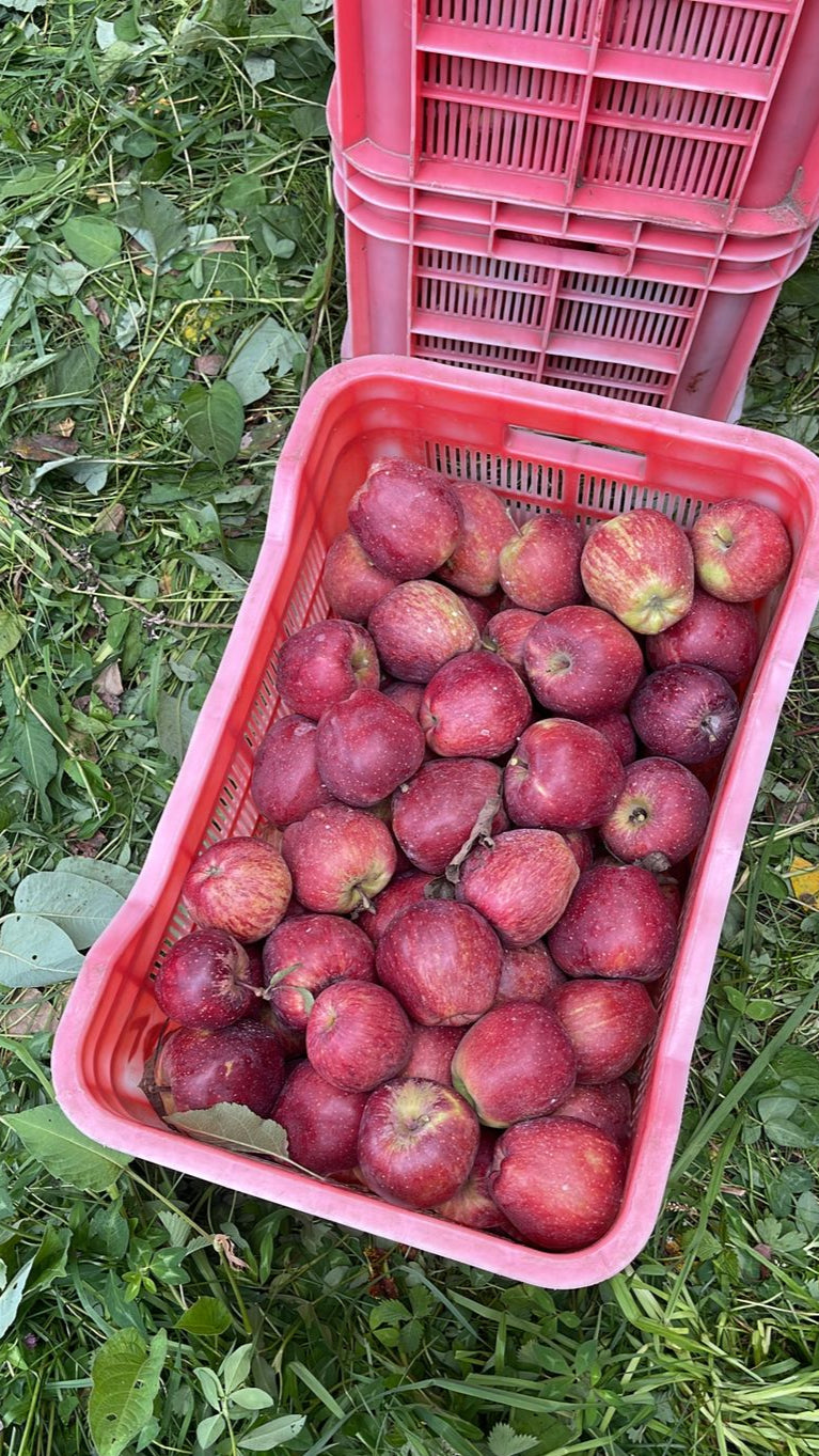Kinnauri Mix Apples