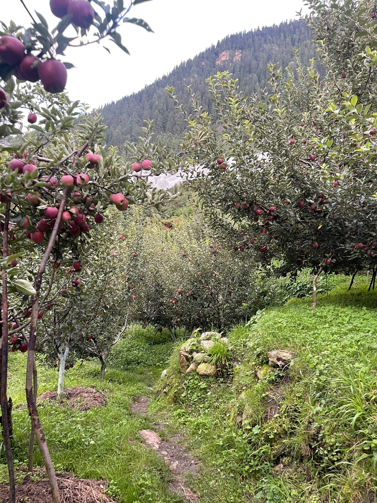 Royal Delicious Apple – A Taste of Kinnaur’s Legacy