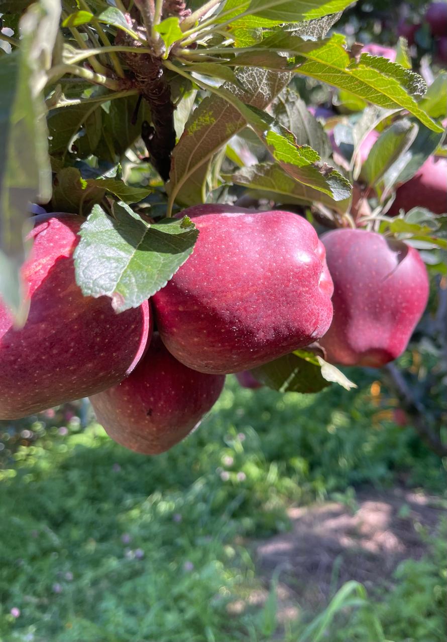 Royal Delicious Apple – A Taste of Kinnaur’s Legacy
