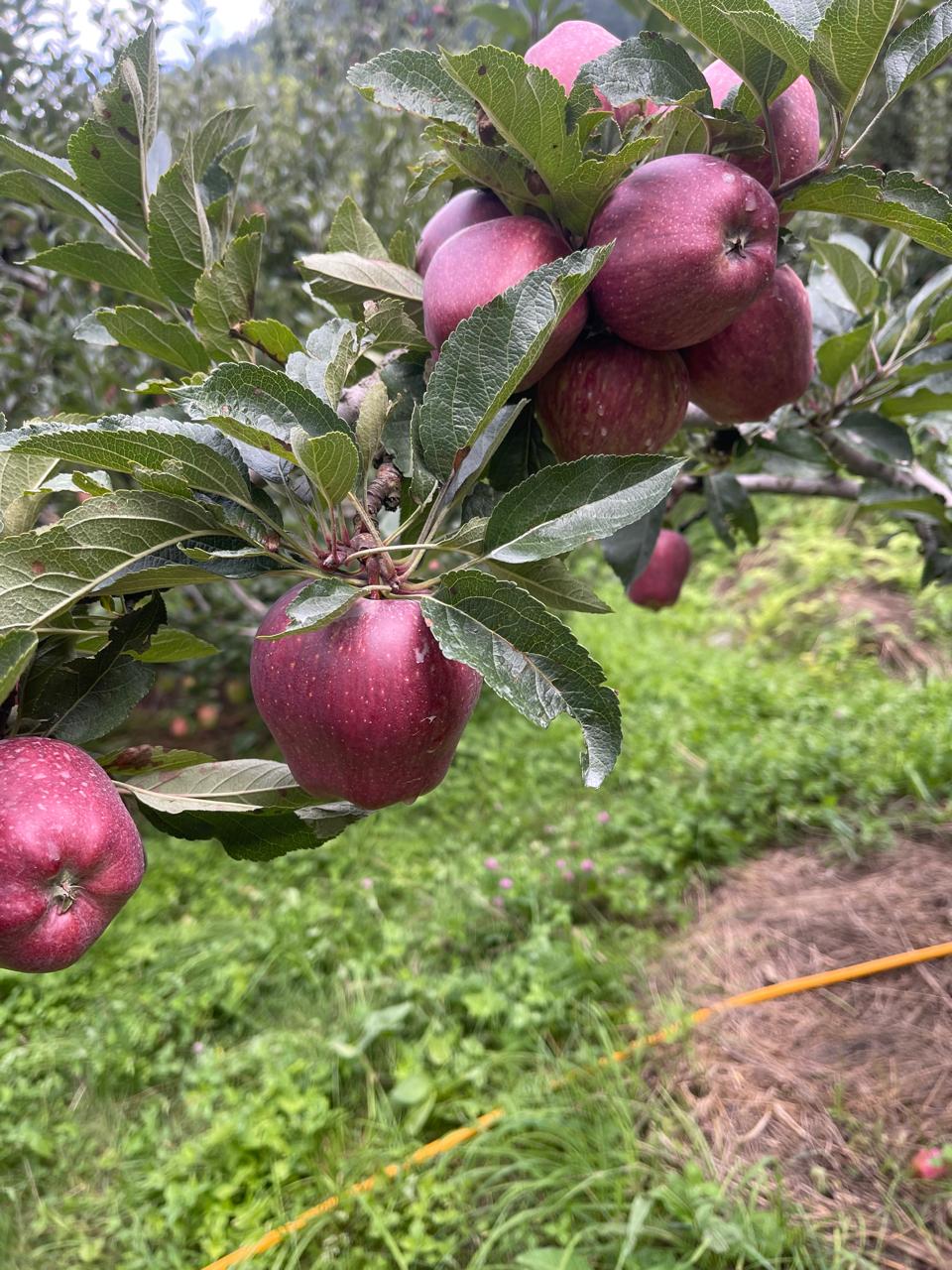 Kinnauri Apples — Taste the Apple That Climbed Mountains to Reach You