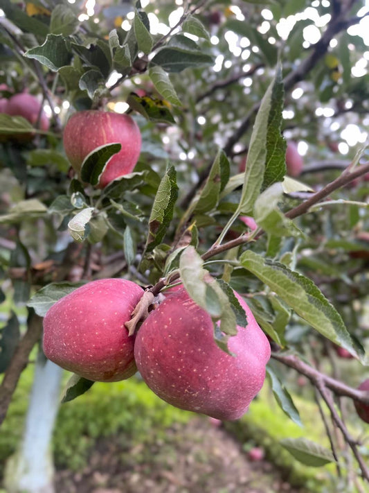 Royal Delicious Apple – A Taste of Kinnaur’s Legacy