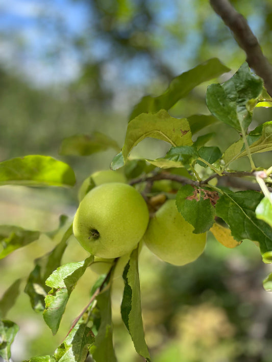 Golden Delicious Apple - Kinnaur’s Sun-Kissed Delight