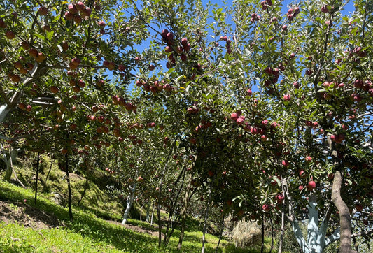 Royal Delicious Apple – A Taste of Kinnaur’s Legacy